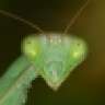 magal