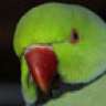 ringyneck