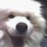 Samoyedman
