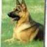 GSDog