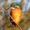 Kingfisher