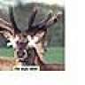 noeyeddeer