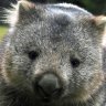 wombat101010