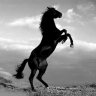 krazy_horse