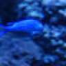 Bluefish