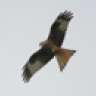 Redkite3
