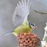 tankingfisher