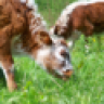 farmgirl