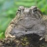 Bufo Bill