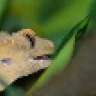 geckoman30