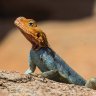 Raptor_UK