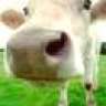 silly-moo