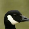 Spavo