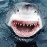 SHARKuk