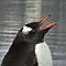 Snowbird