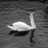 photojay