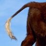 TheCoo'sTail