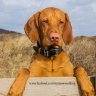 gingerwrinklepup