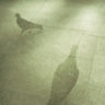 Woodpigeon