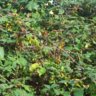 Wild Brambles