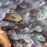 Elver