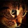Tecky252