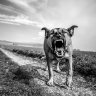 John_Proper-Gander