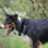 colliedogman710