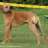 ridgeback05