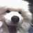 Samoyedman