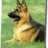 GSDog