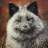 SilverFox