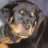 Rottieman