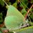 Callophrys