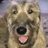 Gelert