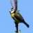 -Spirit-