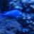 Bluefish
