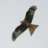 Redkite3