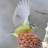tankingfisher