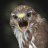 tiercel