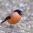 heapeywildlife