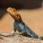 Raptor_UK
