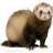 ferrett