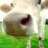 silly-moo