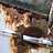 yawning_cat