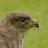 ABWildlifePhoto