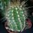 cactusweasel