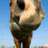 Horsey