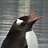 Snowbird