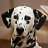 spottydog